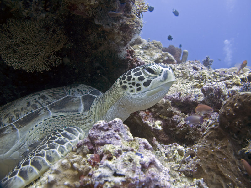 Turtle, Hanging Garden